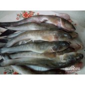 鲶鱼（净）