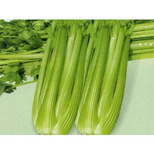 ST芹菜