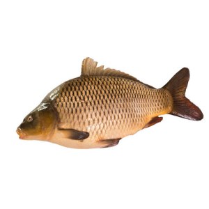 鲤鱼