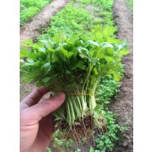 香芹苗