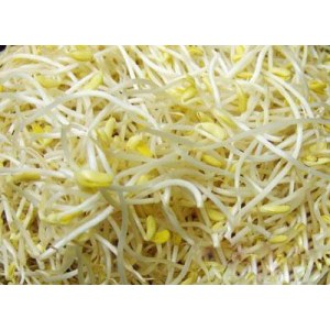 绿豆芽