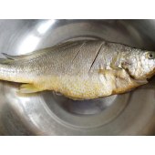 中黄花鱼（净）