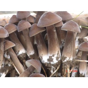 鲜姬纵菌