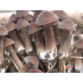 鲜姬纵菌