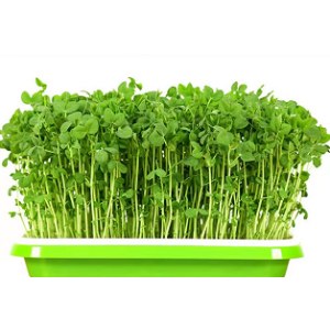 豌豆苗（盘）