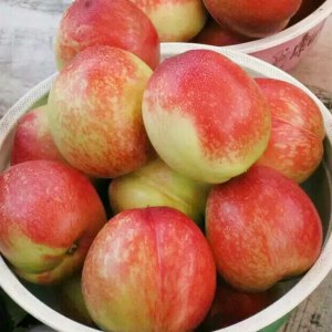 珍珠油桃