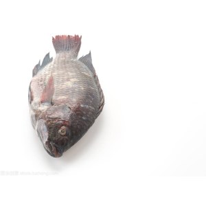 黑罗鲱（活）