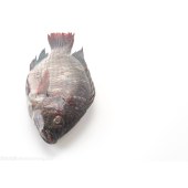 黑罗鲱（活）