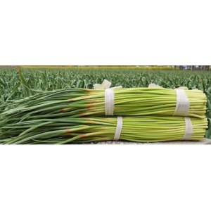 新蒜薹（红帽）